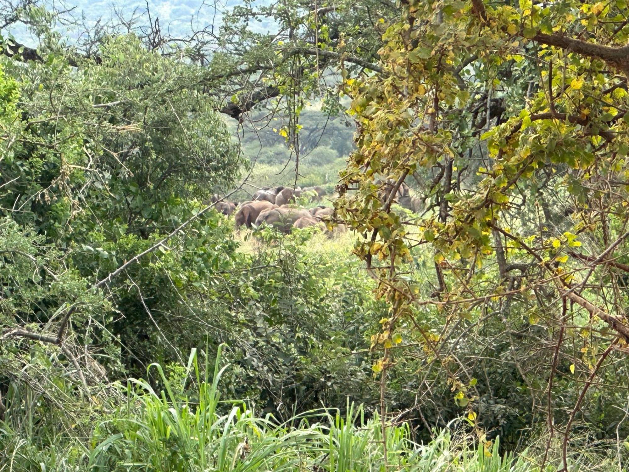 Mkomazi Hotels And Camps Hegoma Buitenkant foto